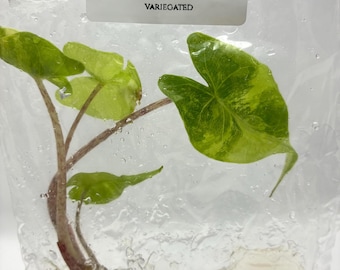 Alocasia Stingray Aurea Variegated (1 plantlet/bag) Tissue culture