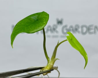 Kultura tkankowa Alocasia Scalprum (5 szt./op.)