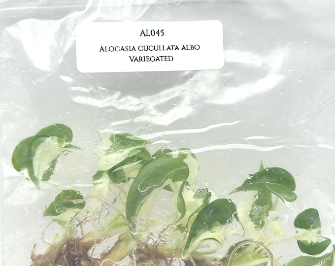 Alocasia cucullata albo Variegated (5 plantlets/bag) Tissue culture