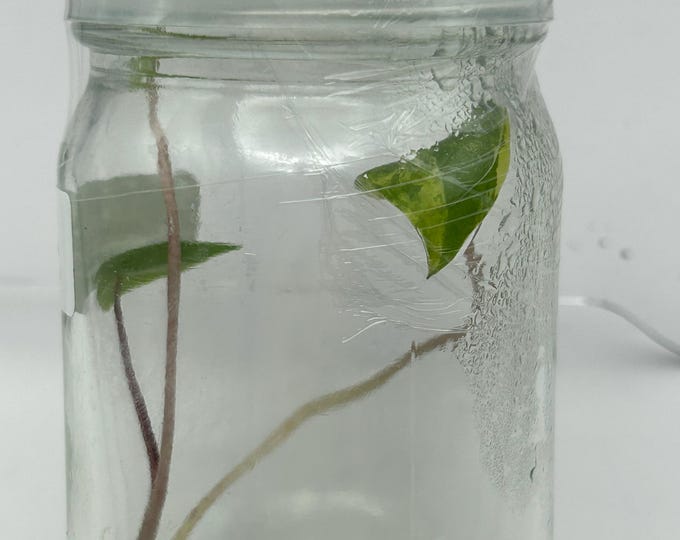 Alocasia Black Stem Aurea Variegated Tissue Culture (1 item/bag)