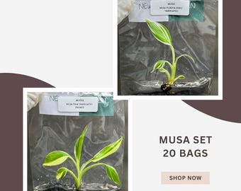 Special Set of 20 Bags of Musa Tissue Culture