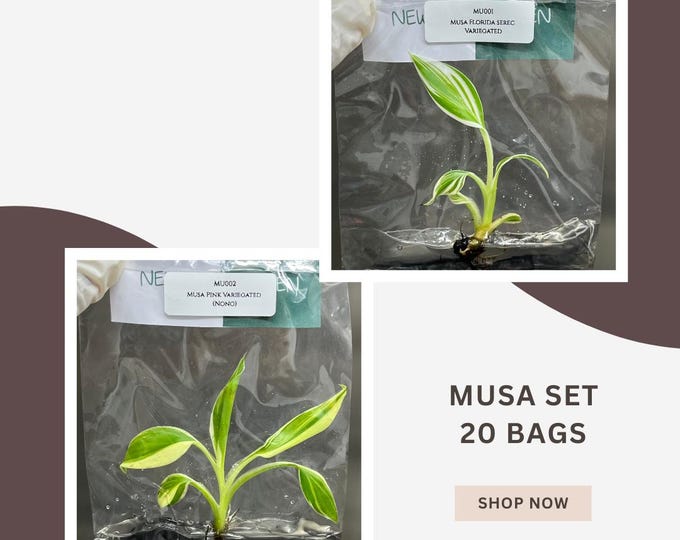Special Set of 20 Bags of Musa Tissue Culture