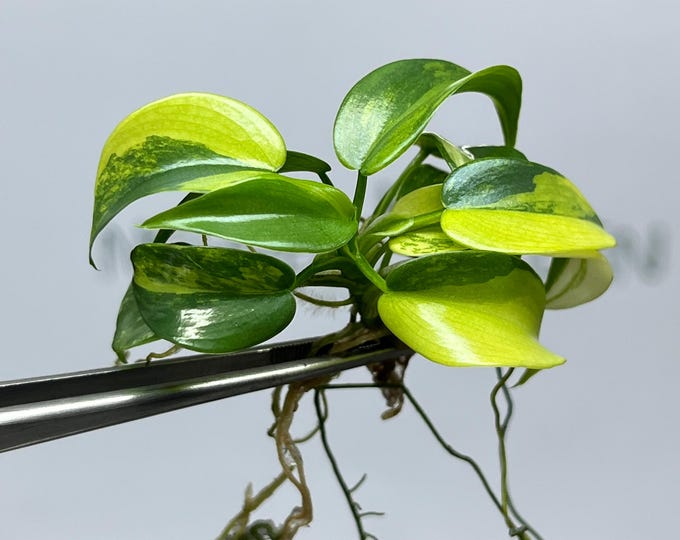 Philodendron Violin Variegated Tissue Culture (1 item/bag)