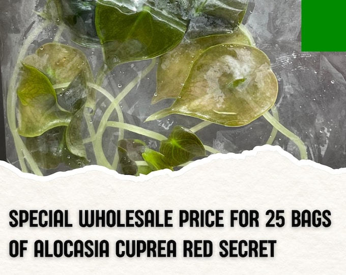 Wholesale 25 Alocasia Cuprea Red Secret Tissue Culture (Counted as 1 Item to Save Shipping Cost)
