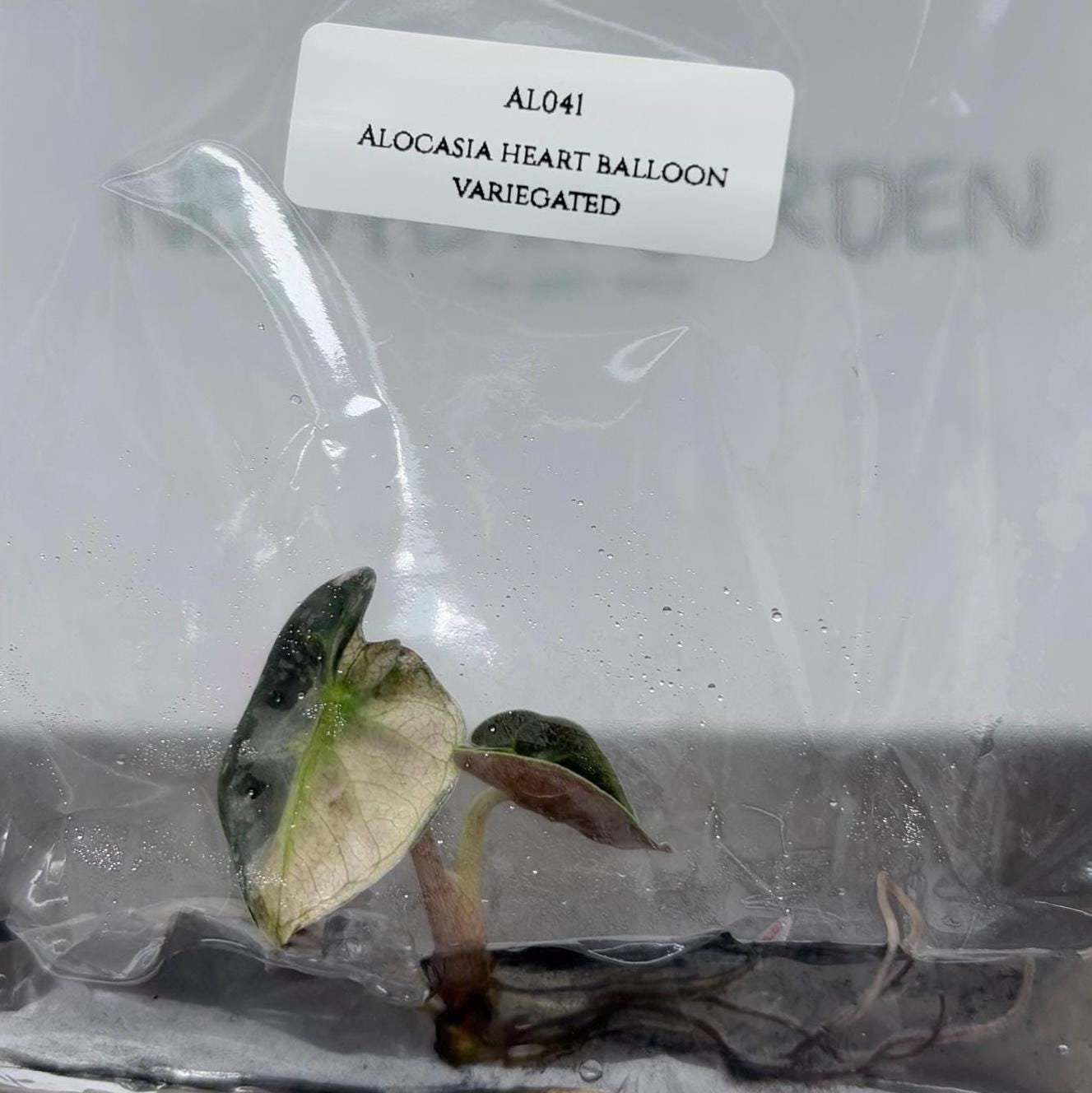 Alocasia Heart Balloon Variegated (1 Plantlet/bag) (mini Alocasia Heart Balloon Variegated (1 Plantlet/bag) (mini
