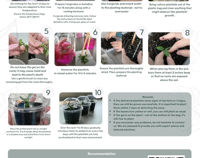 Alocasia dragon scale albo Variegated (1 plant/bag) Tissue culture