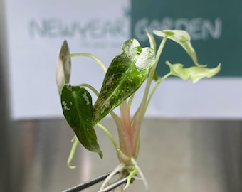 Cultivo de tejidos de Alocasia Bambino rosa abigarrada (1 planta/bolsa)