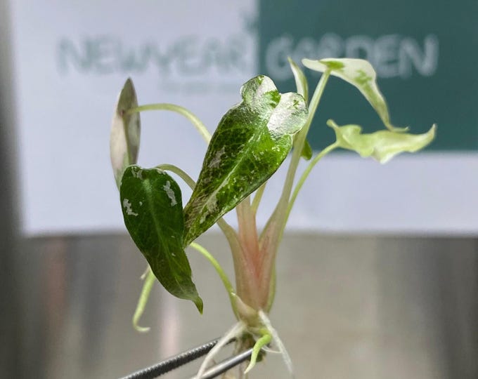 Alocasia Bambino Pink Variegated  Tissue Culture (1 plant/bag)