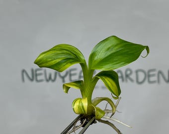 Dwarf Monkey Varigated (Japannese Banana) Tissue Culture (1 item/bag)
