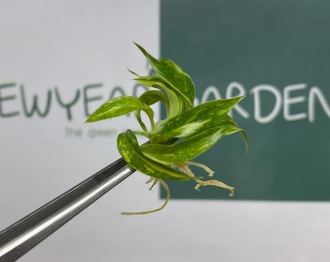 Philodendron Ring of Fire Variegated Tissue Culture (5 items/bag)