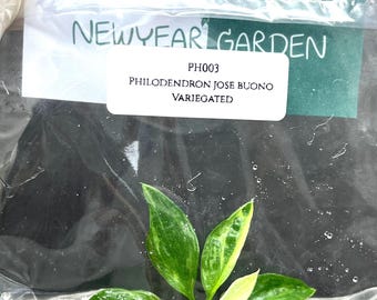 Philodendron jose buono Variegated (1 plantlet/bag) Tissue culture