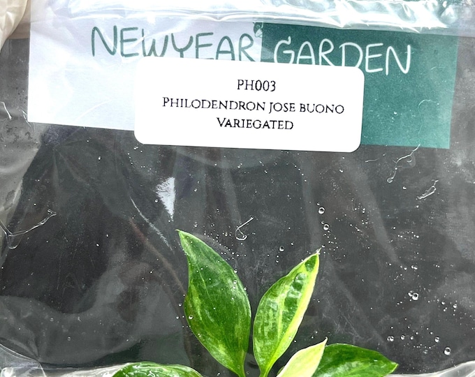 Philodendron jose buono Variegated (1 plantlet/bag) Tissue culture