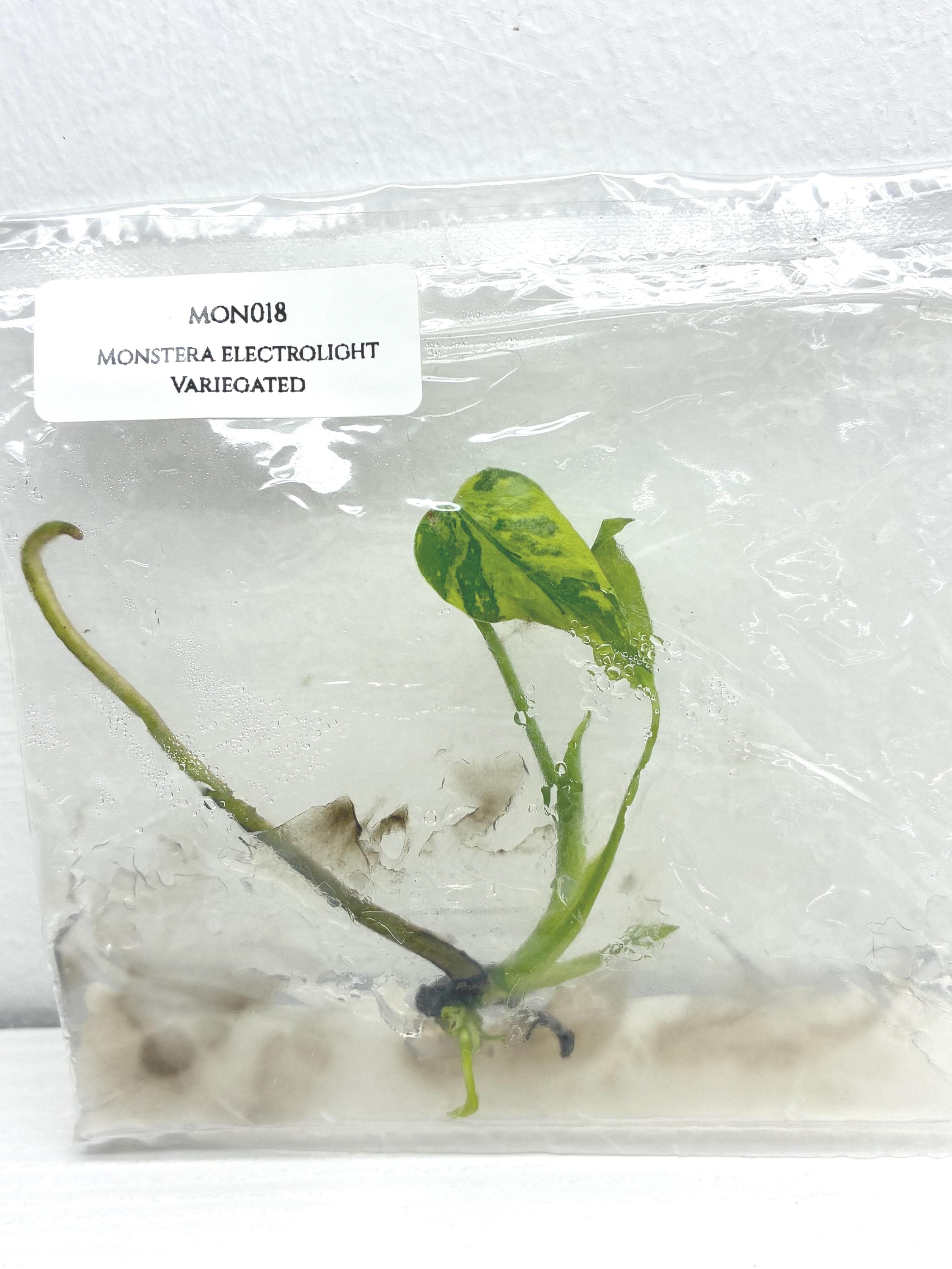 Z*e様 L044品種保証！モンステラ・エレクトロライト 斑入りElectro