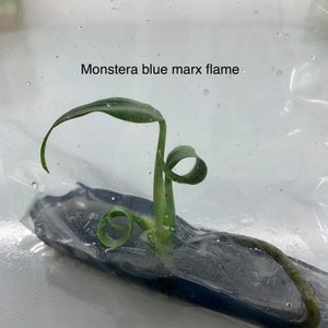 Monstera blue marx flame | 1 plant per bag | Tissue Culture