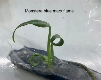 Monstera blue marx flame | 1 plant per bag | Tissue Culture