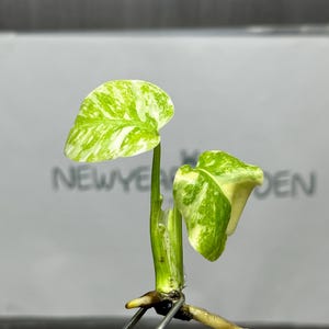 Könnte beinhalten: Nahaufnahme eines kleinen Pflanzenstecklings mit zwei grün-weiß panaschierten Blättern. Der Pflanzenstiel ist grün, und die Wurzeln sind sichtbar. Der Text "NEWYEDEN" ist im Hintergrund zu sehen.
