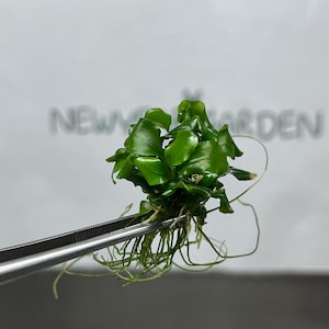 Bucephalandra Green Wavy Gewebekultur (1 Stück / Beutel)