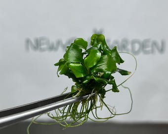 Bucephalandra Green Wavy Tissue Culture (1 item/bag)
