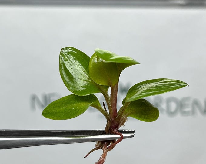 Philodendron Red Heart Tissue Culture (5 items/bag)