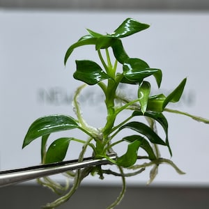 philodendron gloriosum substrat Philodendron Gloriosum