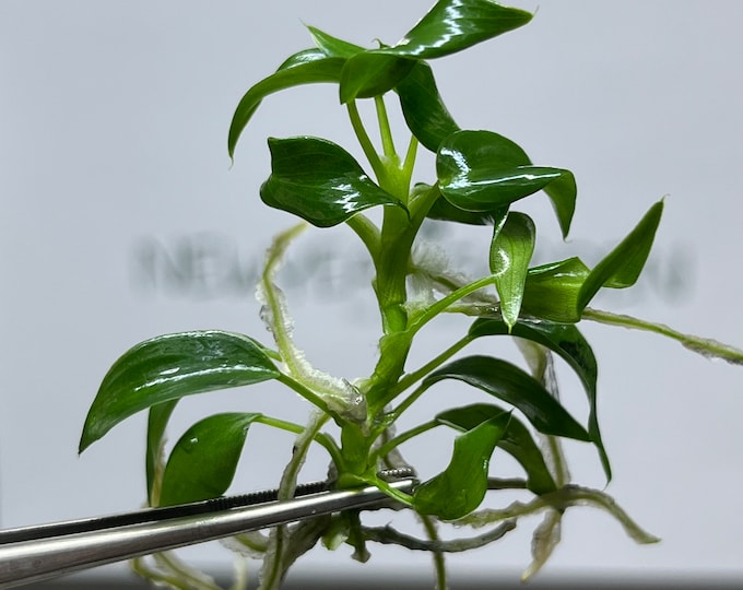 Philodendron Longilobatum Lelano Miyano Tissue Culture (1 item/bag)