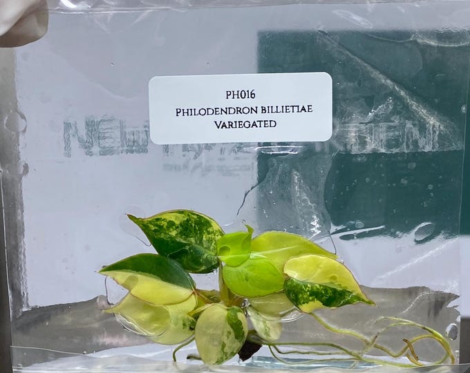 Philodendron Billietiae Variegated Tissue Culture (1 item/bag)