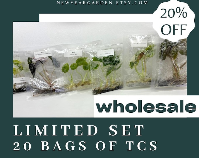 Special Set of 20 Bags of Alocasia Tissue Culture