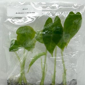 Alocasia Longiloba (5 plantlets/bag) Tissue culture