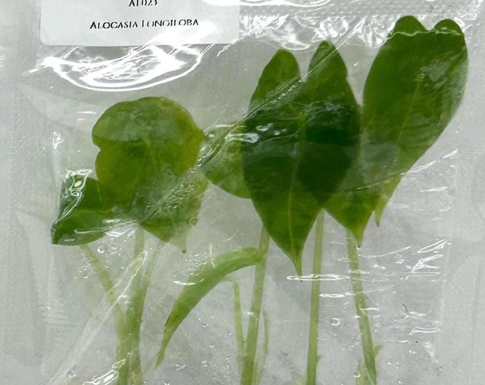 Alocasia Longiloba (5 plantlets/bag) Tissue culture