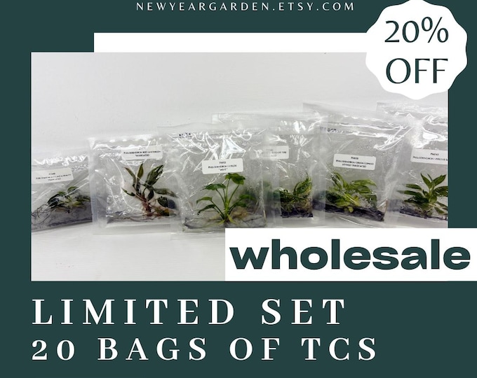 Special Set (2) of 20 Bags of Philodendron Tissue Culture