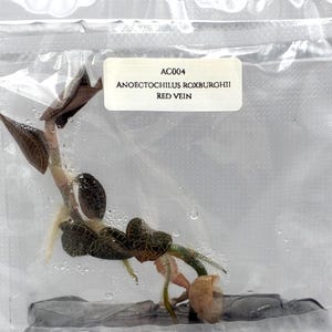 Anoectochilus roxburghii 'Red vein' (1 plantlet/bag) Tissue culture