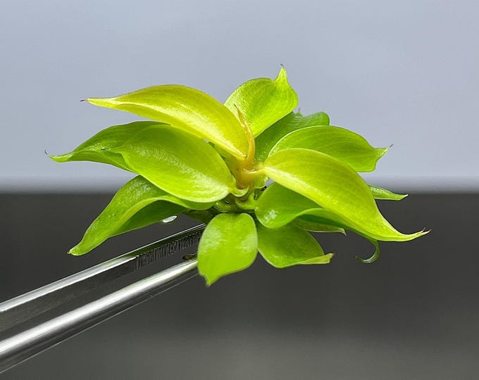 Philodendron Cherry Red Tissue Culture (5 items/bag)