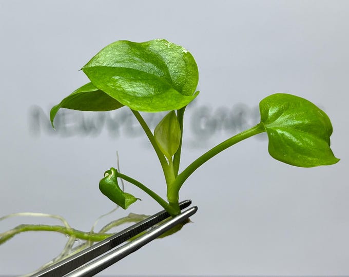 Philodendron Goeldii "Mint" Tissue Culture (1 item/bag)