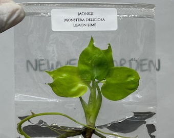 Monstera Deliciosa Lemon Lime Tissue Culture (1 item/bag)