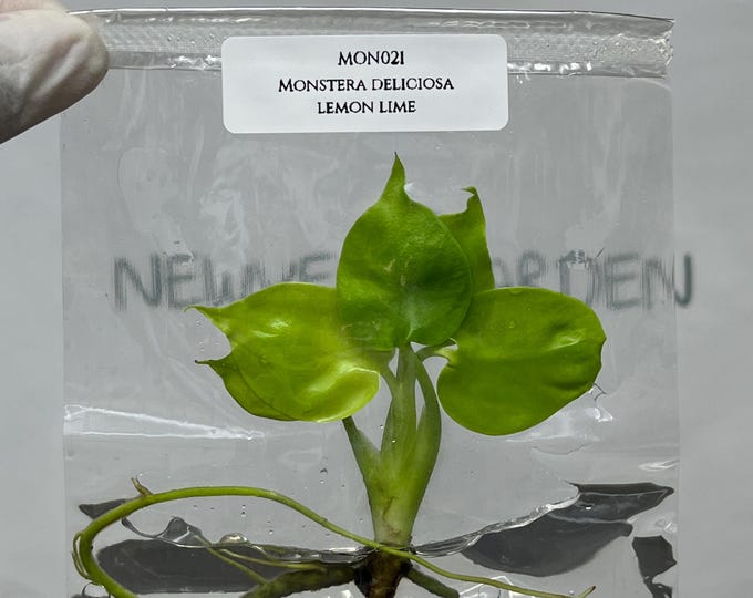 Monstera Deliciosa Lemon Lime Tissue Culture (1 item/bag)