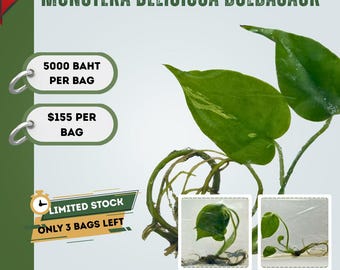 Special Price for Monstera Deliciosa Bulbasaur Tissue Culture (1 item/bag)