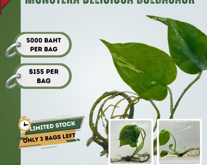 Special Price for Monstera Deliciosa Bulbasaur Tissue Culture (1 item/bag)