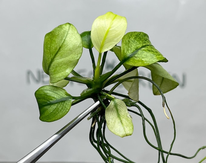 Anubias White Tissue Culture (1 item/bag)