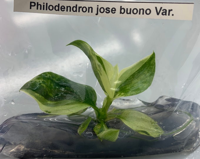 Philodendron Jose buono Var. | 1 bag  (1 plant per bag) Tissue Culture