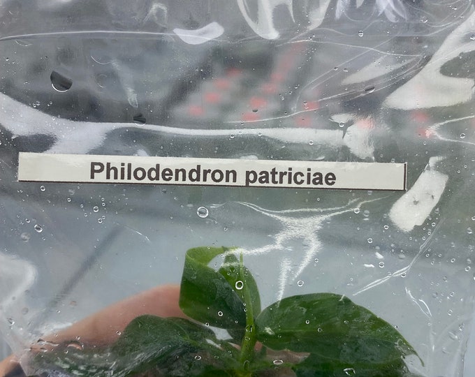 Philodendron patriciae | 1 bag (1 plant per bag) Tissue Culture