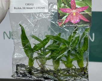 Beallara Howards Dream Tissue Culture (5 items/bag)