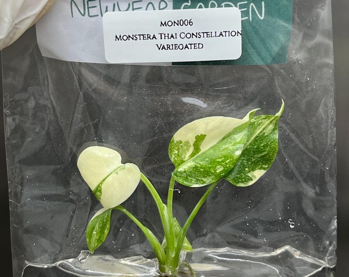 Monstera Thai Constellation Variegated Tissue Culture (1 item/bag)