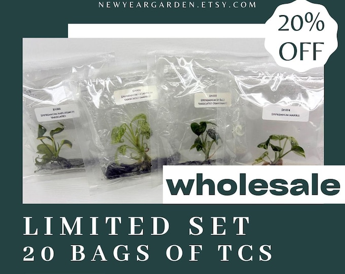 Special Set of 20 Bags of Epipremnum Tissue Culture