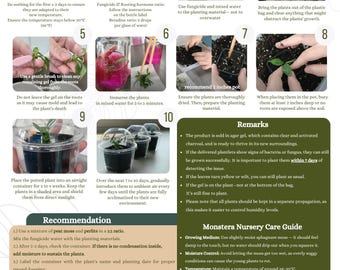 Alocasia Regal Shield Aurea Variegated (1 item/bag) Tissue Culture