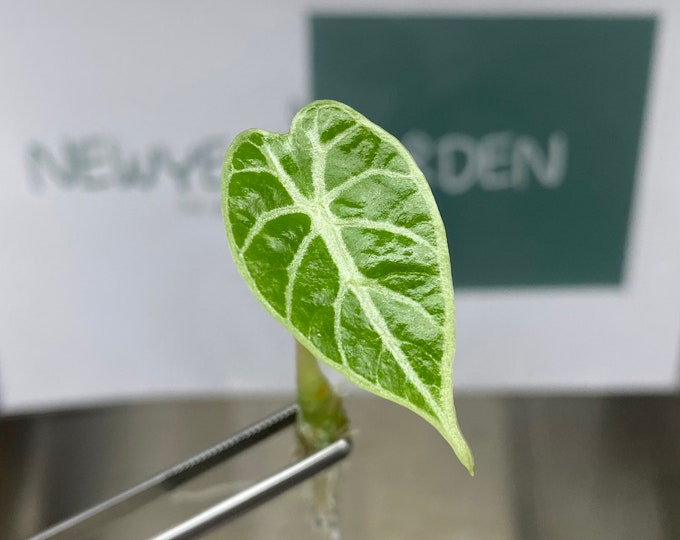 Alocasia Watsoniana  Tissue Culture (5 items/bag)