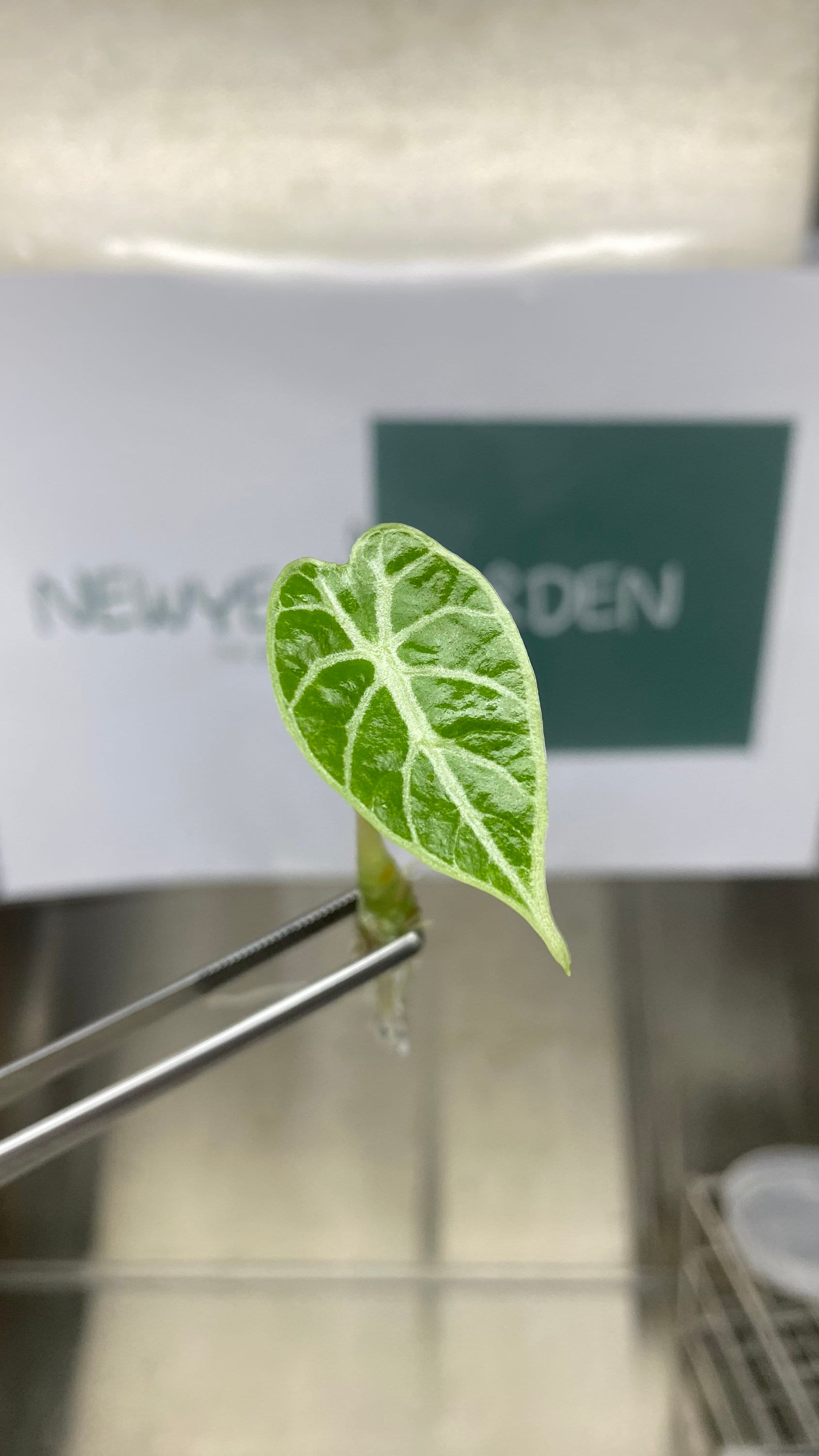 Alocasia watsoniana - Etsy 日本 Alocasia watsoniana - Etsy 日本