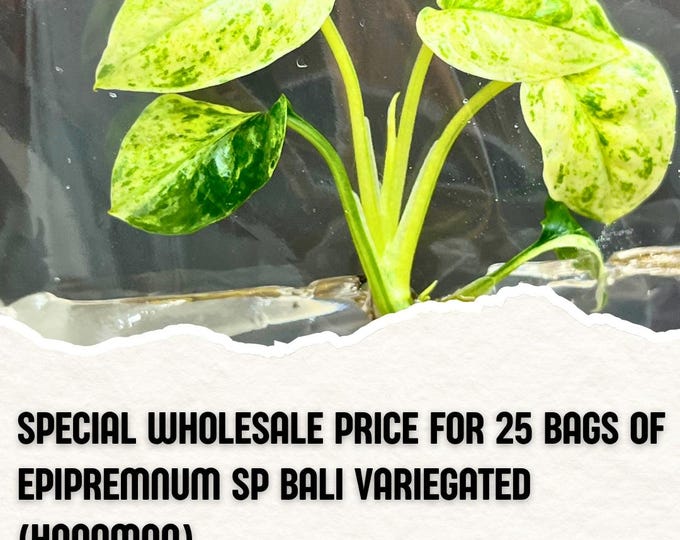 Wholesale 25 Epipremnum Sp Bali Variegated Tissue Culture (Counted as 1 Item to Save Shipping Cost)