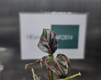 Calathea Roseopicta (5 items/bags) Tissue Culture