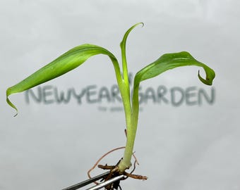 Musa 'Kluai Hom' (Hom Thong Banana) Tissue Culture (5 items/bag)