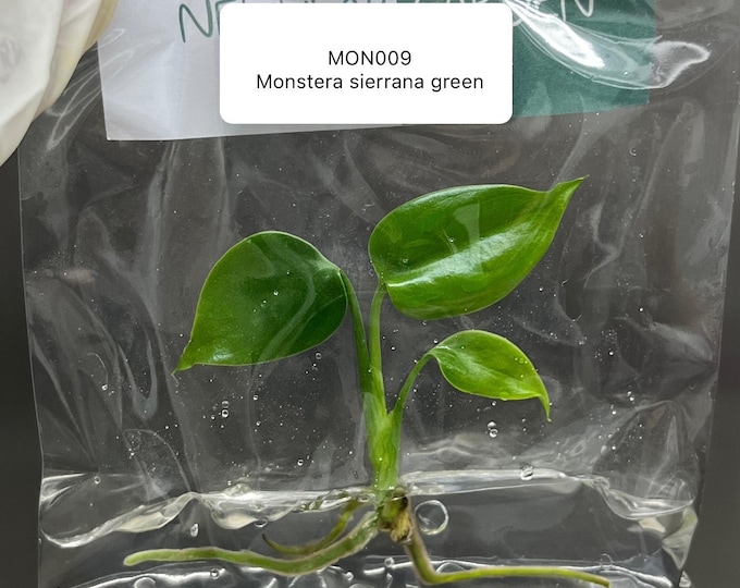 Monstera Sierrana Green (1 plantlet/bag) Tissue culture
